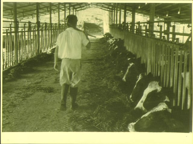 עמרם ברפת (3)